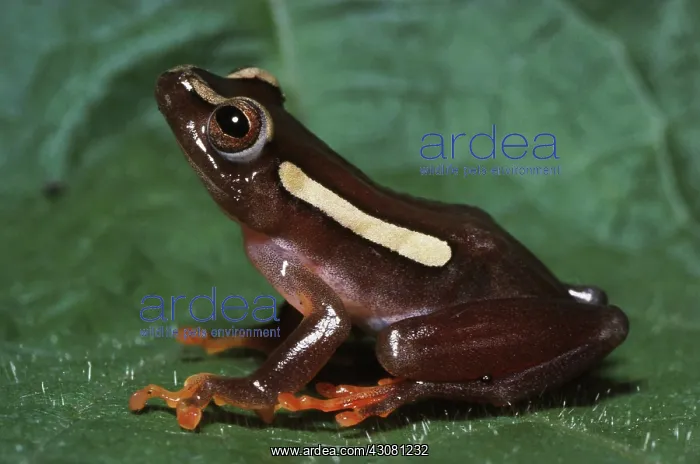 : Reed Frog. Reed frog (Hyperolius argus) from southern Africa : Reed Frog. Reed frog (Hyperolius argus) from southern Africa