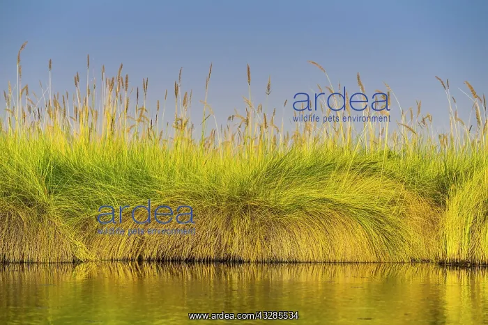  : Reed grass in the water, marsh landscape in the