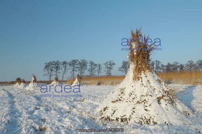 : Reed harvest and culture : Reed harvest and culture