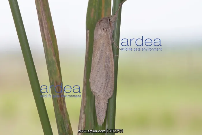 : Reed Leopard : Reed Leopard