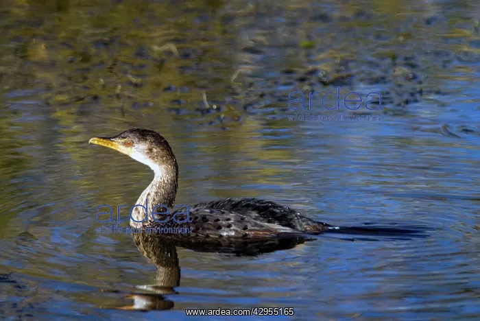 : Reed / Long-tailed Cormorant : Reed / Long-tailed Cormorant
