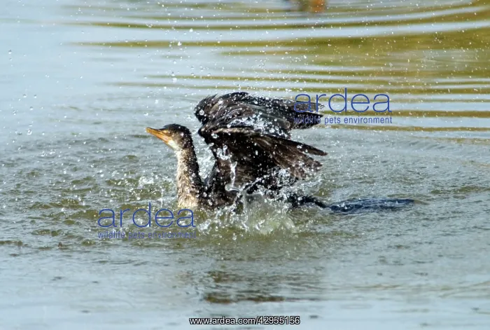 : Reed / Long-tailed Cormorant - bathing : Reed / Long-tailed Cormorant - bathing
