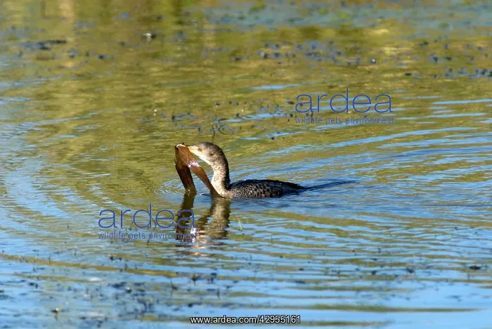 : Reed / Long-tailed Cormorant - carrying vegetation : Reed / Long-tailed Cormorant - carrying vegetation