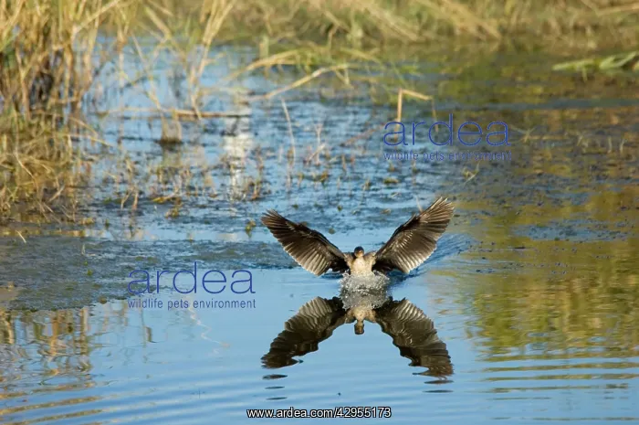 : Reed / Long-tailed Cormorant - landing on water : Reed / Long-tailed Cormorant - landing on water