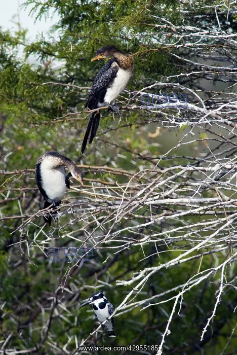 : Reed / Long-tailed Cormorant - perched in tree : Reed / Long-tailed Cormorant - perched in tree