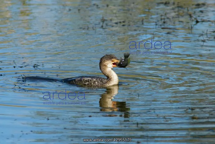 : Reed / Long-tailed Cormorant - swallowing recently : Reed / Long-tailed Cormorant - swallowing recently