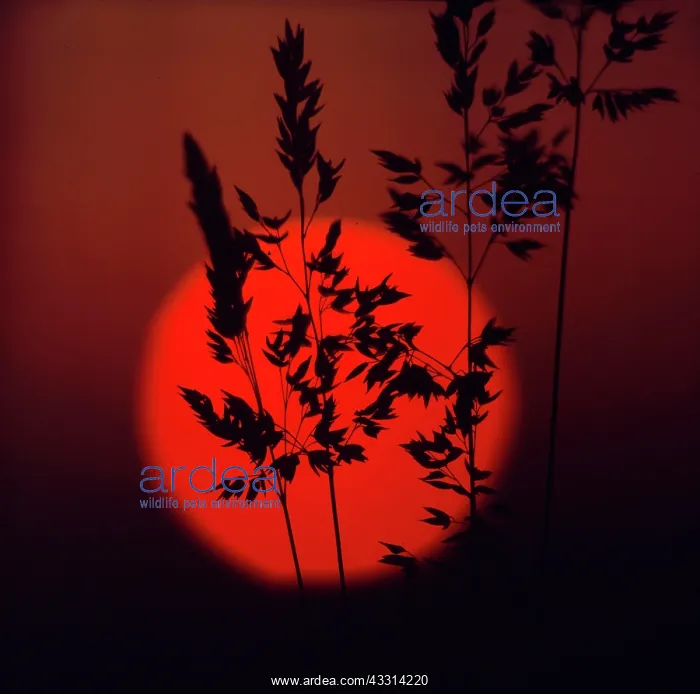 : Reed in the sunset at the lake, twilight, reflection : Reed in the sunset at the lake, twilight, reflection