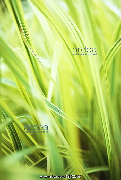 : Reed Sweet Grass : Reed Sweet Grass