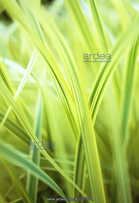 : Reed Sweet Grass : Reed Sweet Grass