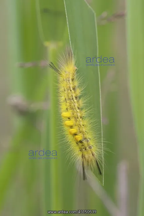 : Reed Tussock : Reed Tussock