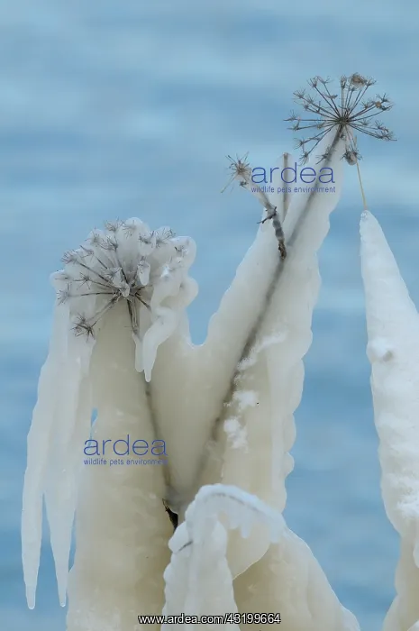 : Reed and unidentified dead plants are heavily covered with a : Reed and unidentified dead plants are heavily covered with a