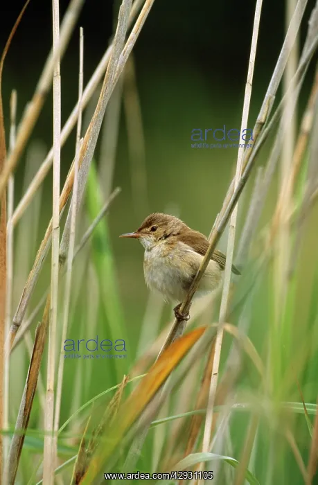 : Reed Warbler : Reed Warbler