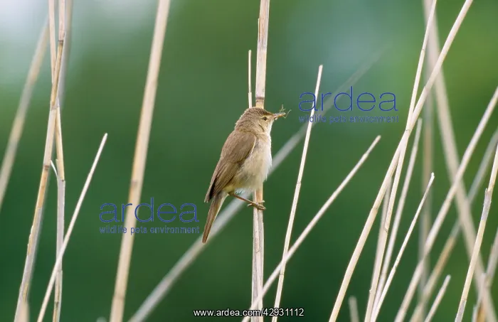 : Reed Warbler : Reed Warbler