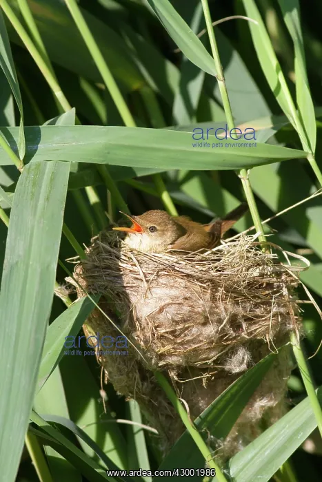 : Reed Warbler : Reed Warbler
