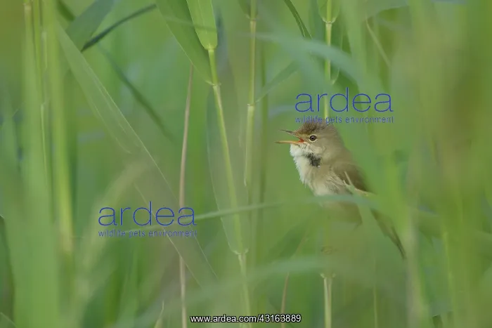 : Reed Warbler : Reed Warbler