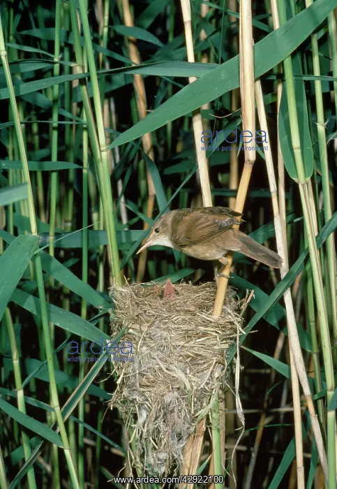 : Reed Warbler - adult at nest with young : Reed Warbler - adult at nest with young