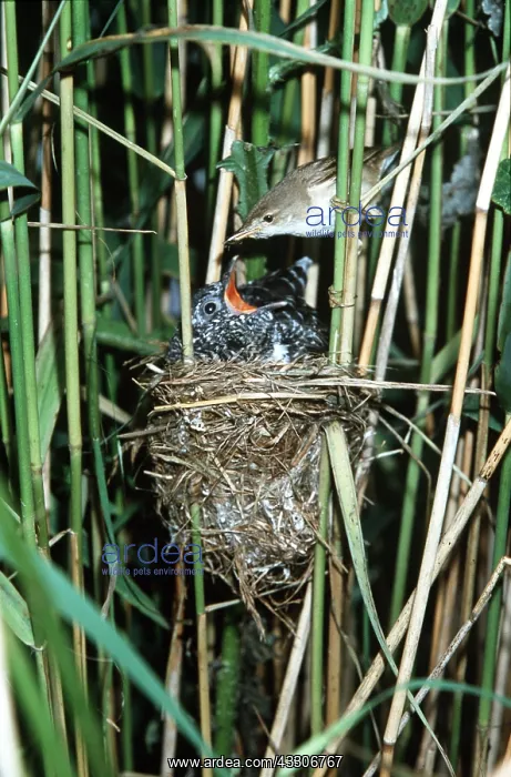 : Reed Warbler feeding Cuckoo Chick at nest : Reed Warbler feeding Cuckoo Chick at nest