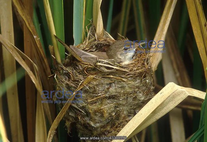 : REED WARBLER - female on nest incubating Cuckoo egg : REED WARBLER - female on nest incubating Cuckoo egg