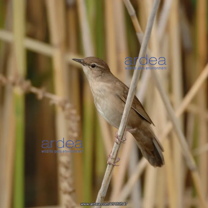 : Reed warbler (Locustella luscinioides) in its typical habitat in the reeds : Reed warbler (Locustella luscinioides) in its typical habitat in the reeds