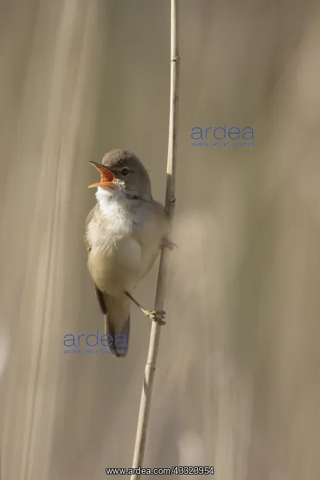 : Reed Warbler - male clinging to reed stem while : Reed Warbler - male clinging to reed stem while