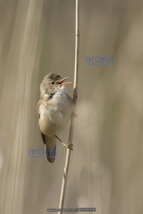  : Reed Warbler - male clinging to reed stem while