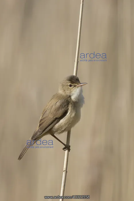 : Reed Warbler - male clinging to reed stem while : Reed Warbler - male clinging to reed stem while
