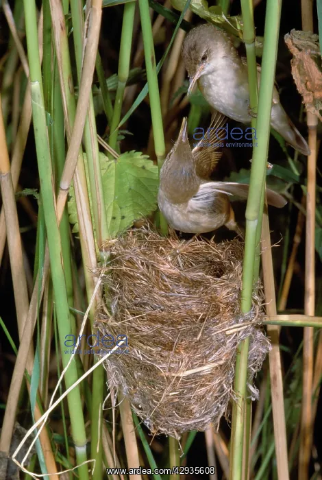 : REED WARBLER AT NEST : REED WARBLER AT NEST