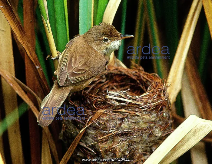 : Reed Warbler - At nest : Reed Warbler - At nest