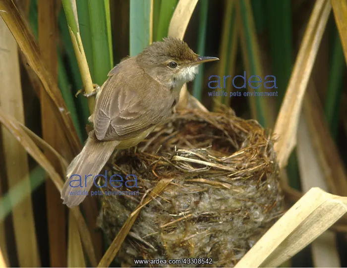 : REED WARBLER - at nest : REED WARBLER - at nest