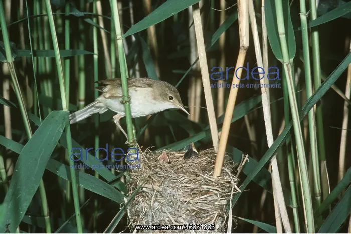: REED WARBLER - at nest in reeds : REED WARBLER - at nest in reeds