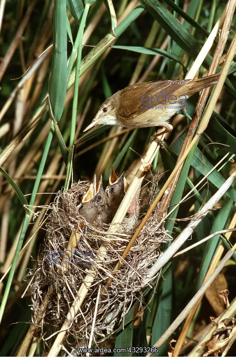 : REED WARBLER - at nest with young : REED WARBLER - at nest with young