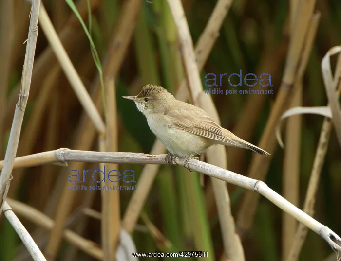 : Reed Warbler - in reed bed - May : Reed Warbler - in reed bed - May