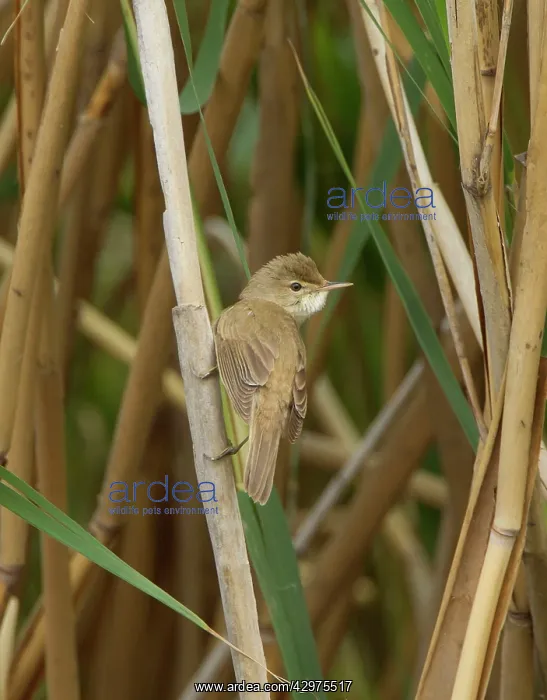 : Reed Warbler - in reed bed - May : Reed Warbler - in reed bed - May