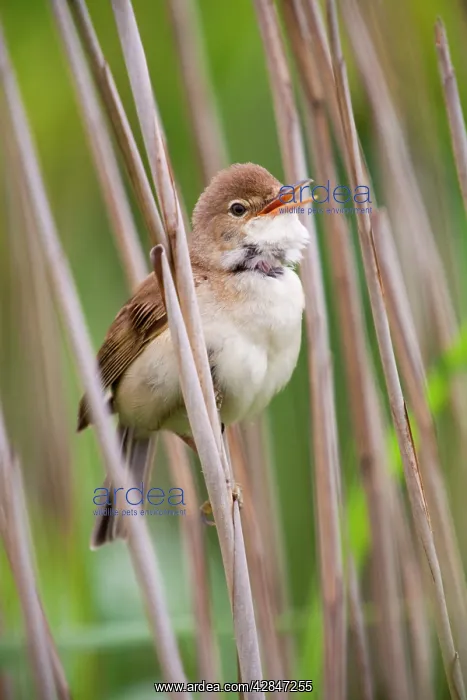 : Reed Warbler - singing : Reed Warbler - singing