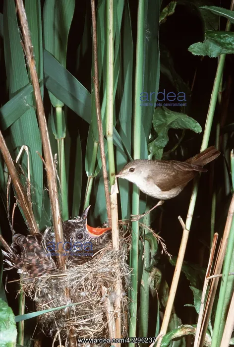 : REED WARBLER - with young Cuckoo in nest : REED WARBLER - with young Cuckoo in nest