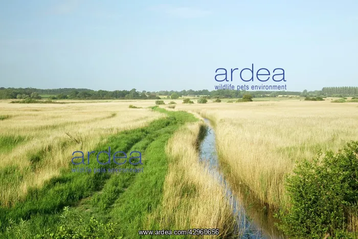 : Reedbeds. Minsmere RSPB Reserve - Suffolk - UK : Reedbeds. Minsmere RSPB Reserve - Suffolk - UK