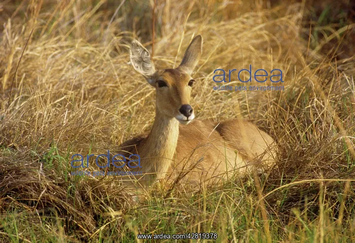 : Reedbuck - female : Reedbuck - female