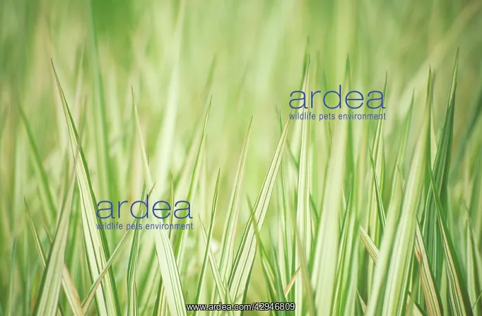 : Reedcanarygrass : Reedcanarygrass