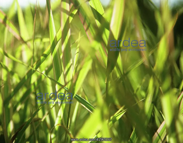 : Reedcanarygrass : Reedcanarygrass