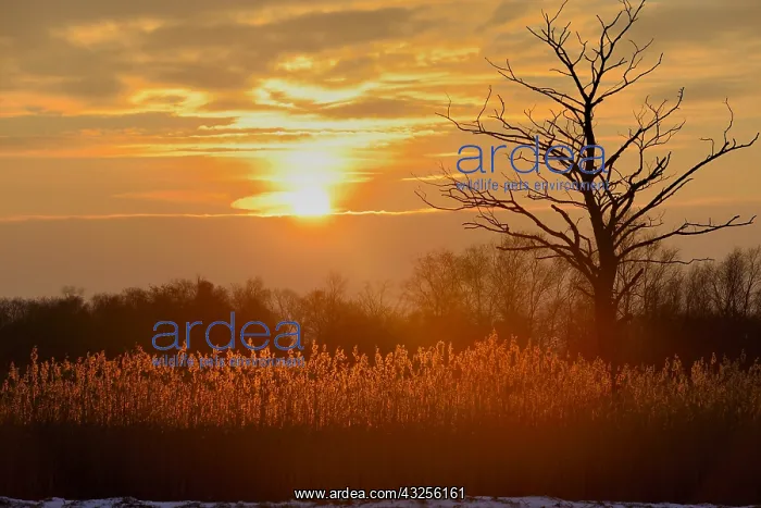 : Reedland during sunset against the light, The N : Reedland during sunset against the light, The N