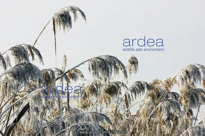  : Reeds - covered in frost