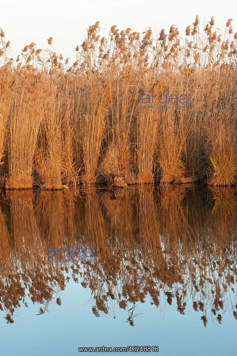 : The reeds of the Danube Delta during sunset : The reeds of the Danube Delta during sunset