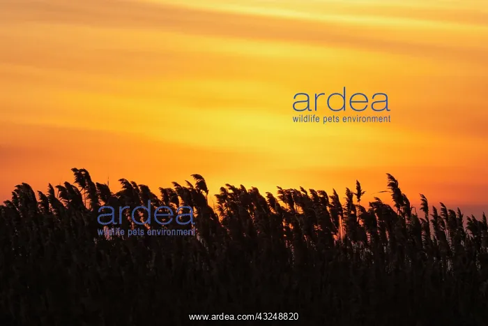 : The reeds of the Danube Delta during sunset : The reeds of the Danube Delta during sunset