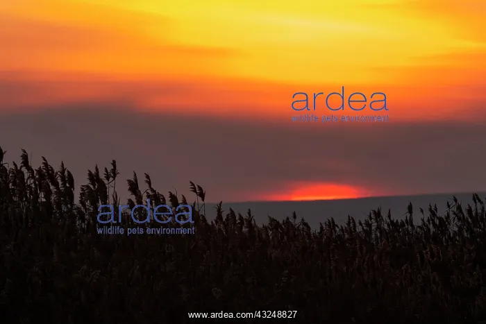 : The reeds of the Danube Delta during sunset : The reeds of the Danube Delta during sunset