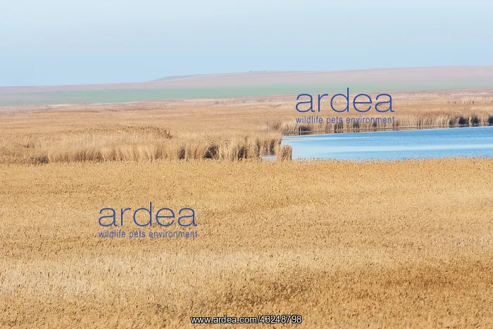 : The reeds of the Danube Delta in winter : The reeds of the Danube Delta in winter