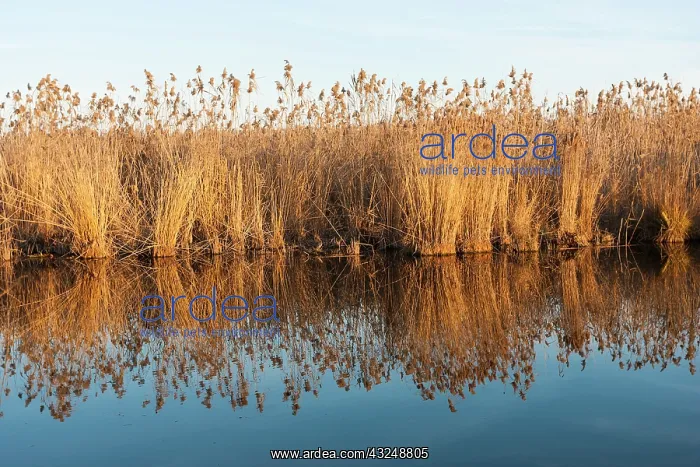 : The reeds of the Danube Delta in winter : The reeds of the Danube Delta in winter