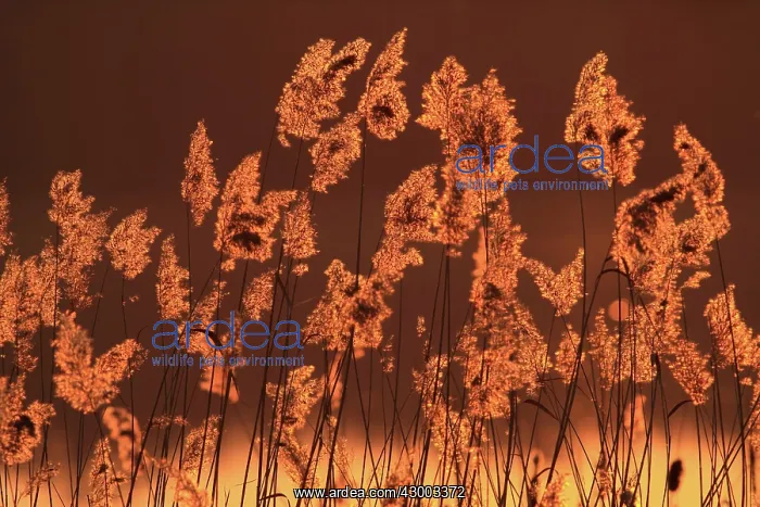  : Reeds. in evening light - Lausitz, Germany