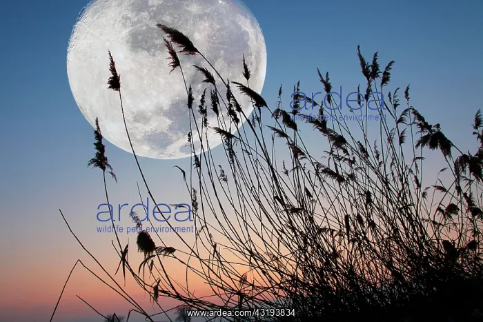 : Reeds in front of full moon, Austria, Europe : Reeds in front of full moon, Austria, Europe