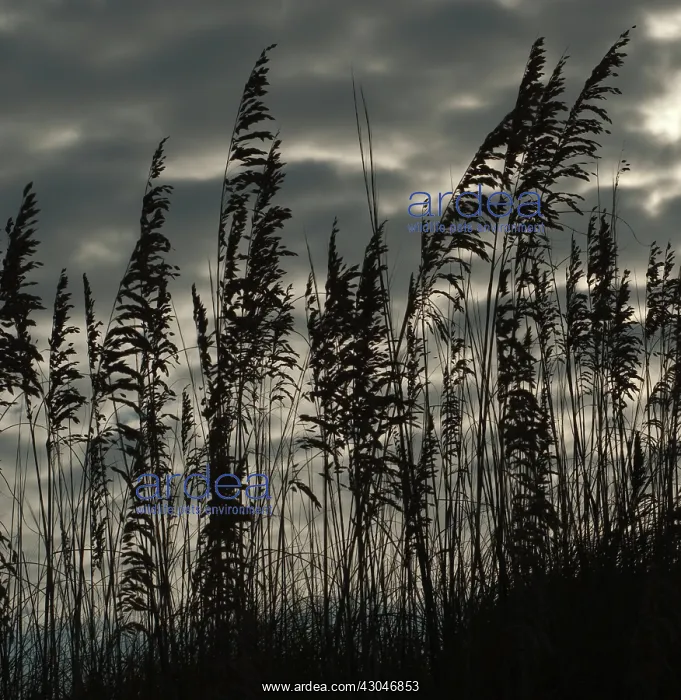 : Reeds. Phragmites australis : Reeds. Phragmites australis