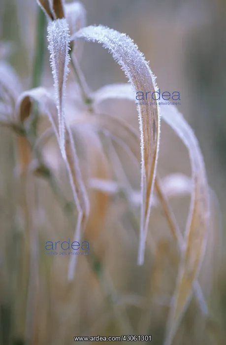 : Reeds. Phragmites australis : Reeds. Phragmites australis